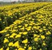 Tuyển dụng: Quản lý trại sản xuất hoa cúc tại Lâm Đồng 